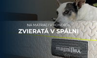 Na matraci v kondícii: Je dobrý nápad, aby s nami spali miláčikovia v posteli?